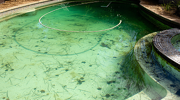 Algae