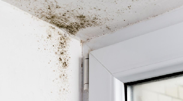 Mildew
