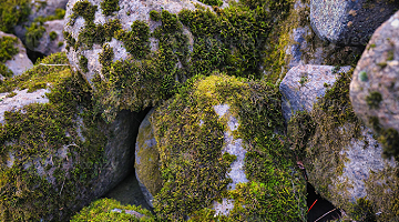 Mossy