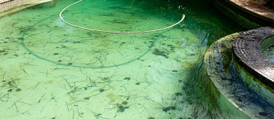Algae